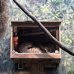 Linne’s Two-toed Sloth