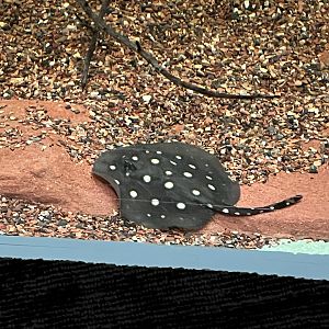 White-blotches River Stingray