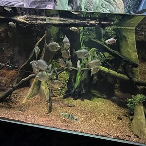Amazon River Tank