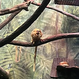 Golden Lion Tamarin