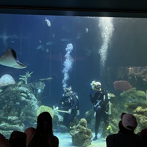 Shark Tank Scuba Demonstration