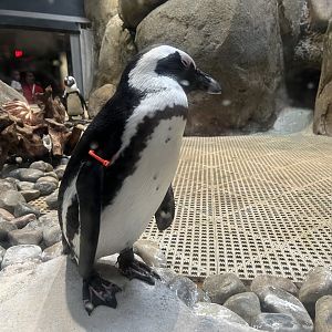 African Penguin
