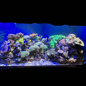 Living Corals Tank