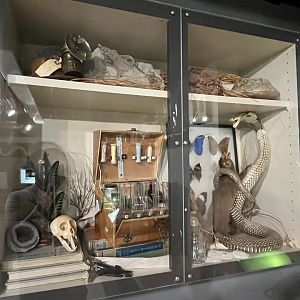 Curio Cabinet in Herp Lab