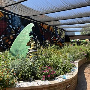 Native Butterfly Garden