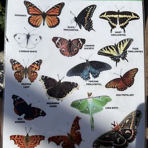Butterfly Garden Species Pamphlet