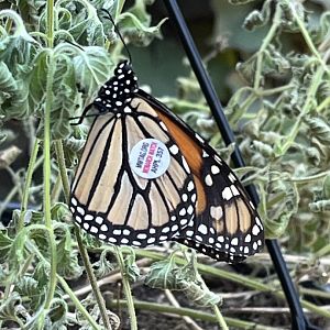 Tagged Monarch Butterfly