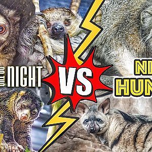 Exhibit vs. Exhibit | Cincinnati Zoo vs. Memphis Zoo