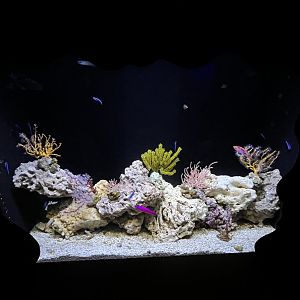 Small Reef Tank