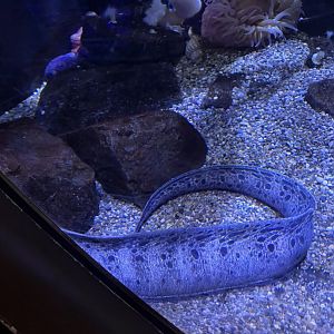 Wolf eel(not a true eel species!)