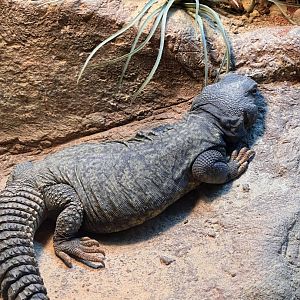Leonardo the Uromastyx