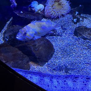 Can someone id(unsigned fish in wolf eel exhibit)