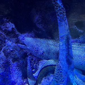 Spotted moray