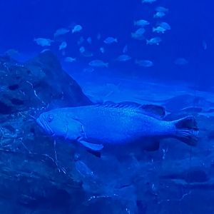 Hulk the Queensland giant grouper