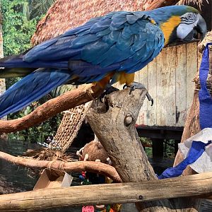 Trinidad the blue and gold macaw