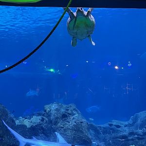 Bob(loggerhead sea turtle) and Anchor(great hammerhead shark)