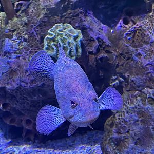 Whitespotted filefish