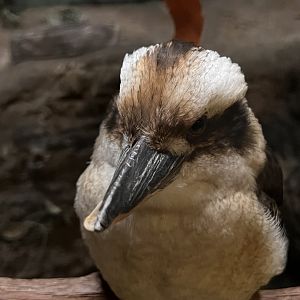 Sydney the laughing kookaburra