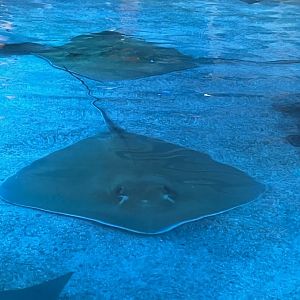 Southern stingray
