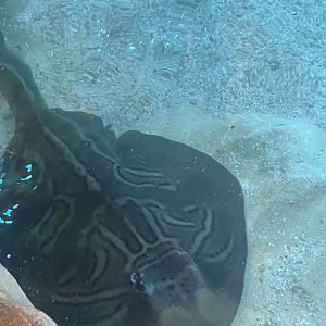 Eastern fiddler ray
