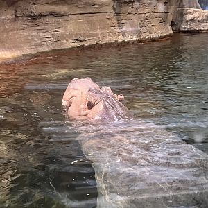Genny the Nile hippopotamus