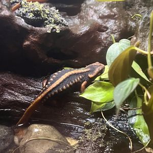 Emperor newt and Vietnamese mossy frog