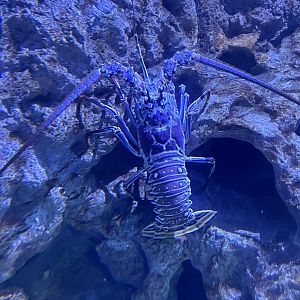 Spiny lobster
