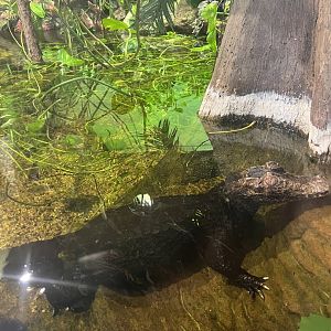 Blue the dwarf caiman