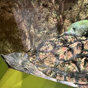 Slater the mata mata turtle