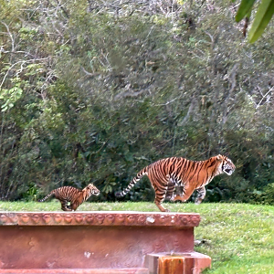 Tigers running- Mom and Cub