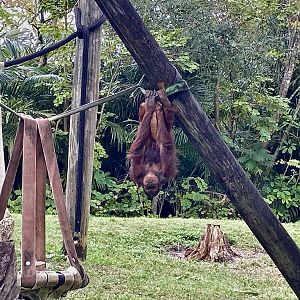 Upside Down Orangutan (she stayed like this for a looong time)