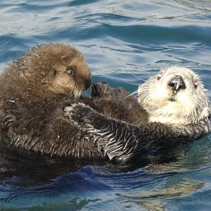 Southern sea otter and pup