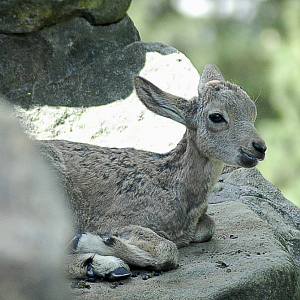 Either an ibex or a tahr calf - Berlin Zoo 2022