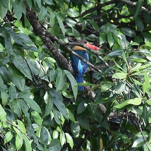 Stork-billed Kingfisher (Pelargopsis capensis malaccensis)