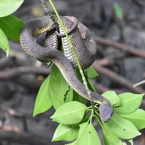 Mangrove Pit Viper (Trimeresurus purpureomaculatus)