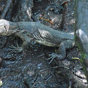 Asian Water Monitor (Varanus salvator)