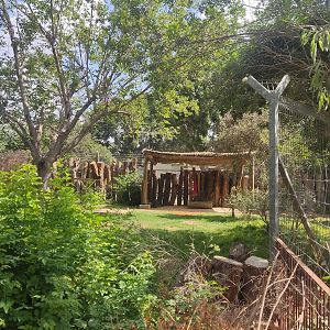 Red-necked Wallaby 1