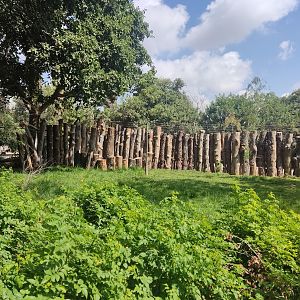 Red-necked Wallaby 2