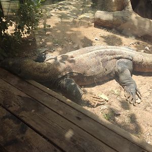 Shaul the Komodo Dragon