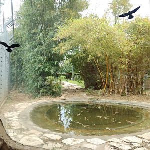 First Tiger Exhibit 2