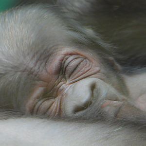 Western Lowland Gorilla infant- 22nd January 2024