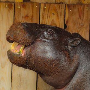 Amara, Western Pygmy Hippo- 22nd January 2024