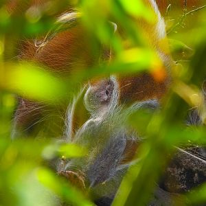 Looking at me through the foliage- Red River Hog- 22nd January 2024
