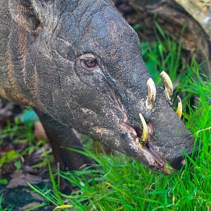 New Male Babirusa- 22nd January 2024