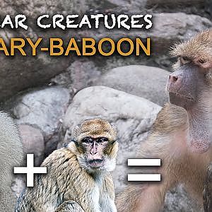 Monkey-Hybrids at Valcea