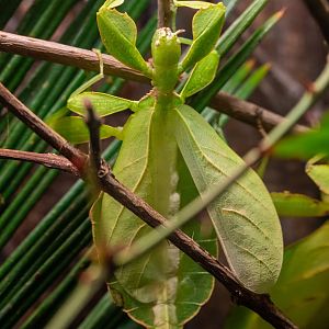 Giant Leaf Insect