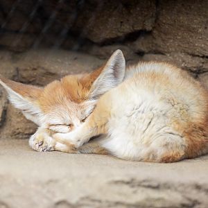 Fennec Fox