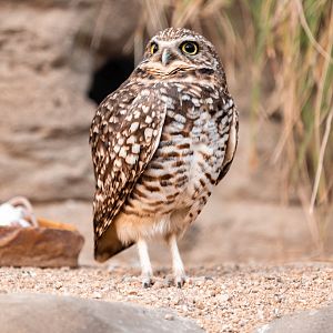Western Burrowing Owl