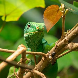 Fiji Banded Iguana