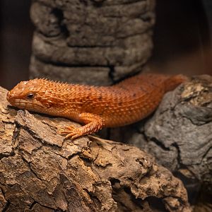 Pygmy Spiny Tailed Skink